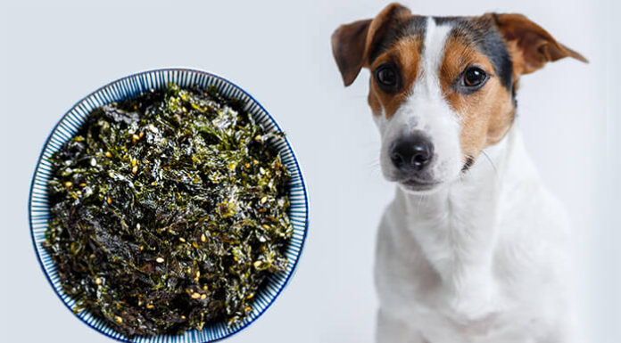 Can Dogs Eat Seaweed? The Ultimate Guide to Feeding Your Furry Friend This Superfood!