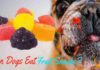 Ultimate Guide: Delicious and Safe Fruit Snacks Your Dog Will Go Crazy For!