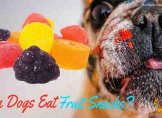 Can Dogs Eat Fruit Snacks? Here’s What You Need to Know About These Sweet Treats!