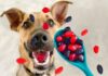 Can Dogs Eat Fruit Snacks? Here’s What You Need to Know Before Sharing Your Sweet Treats!