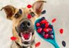 Can Dogs Eat Welch’s Gummies? What You Need to Know Before Sharing These Sweet Treats