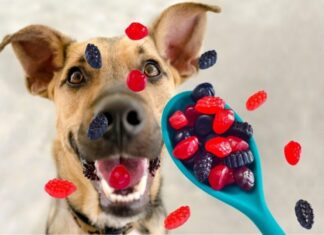 Can Dogs Eat Welch’s Gummies? What You Need to Know Before Sharing These Sweet Treats