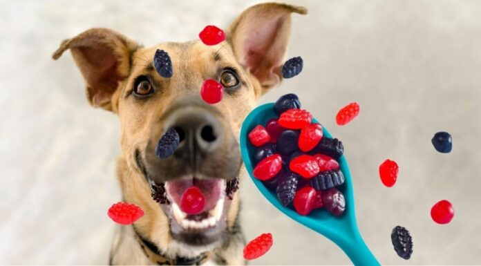 Can Dogs Have Welch’s Fruit Snacks? Here’s What You Need to Know Before Sharing!