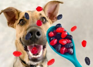 Can Dogs Eat Motts Fruit Snacks? A Complete Guide to Keeping Your Furry Friend Safe