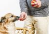 Can Dogs Eat Welch’s Fruit Snacks? What Every Pet Parent Needs to Know!
