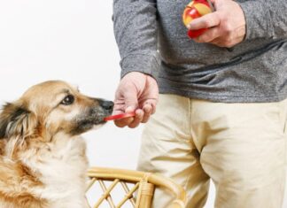 Can Dogs Eat Welch’s Fruit Snacks? What Every Pet Parent Needs to Know!