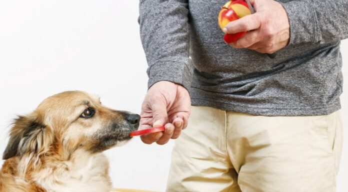 Can Dogs Eat Welch’s Fruit Snacks? What Every Pet Parent Needs to Know!
