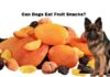 Can Dogs Eat Fruit Snacks? What You Need to Know About These Sweet Treats