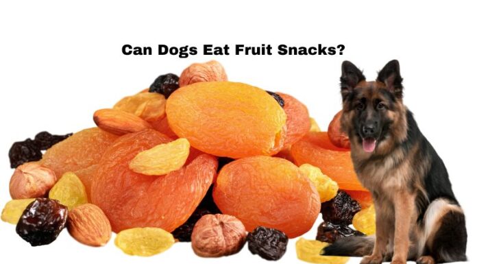Can Dogs Eat Fruit Snacks? What You Need to Know About These Sweet Treats