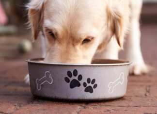 Can Dogs Have Ginger Ale? Everything Pet Parents Need to Know About This Fizzy Drink Can Dogs Have Ginger Ale?
