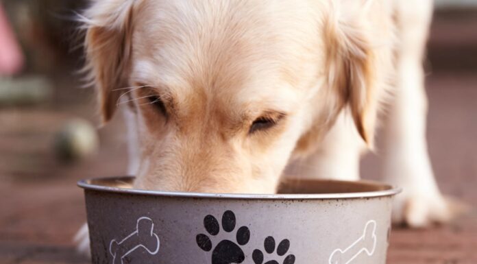 Can Dogs Have Ginger Ale? Everything Pet Parents Need to Know About This Fizzy Drink Can Dogs Have Ginger Ale?