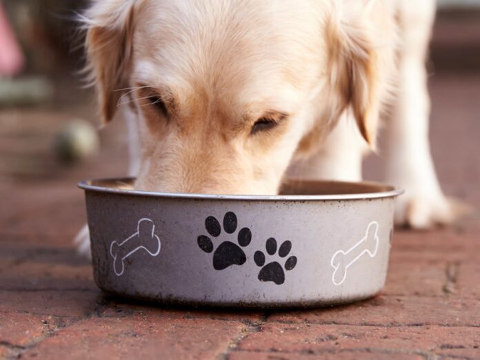 Can Dogs Have Ginger Ale?