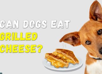 Can Dogs Eat Grilled Cheese Sandwiches? A Tasty Guide for Pet Parents! A grilled cheese i made and my dog awaiting his portion
