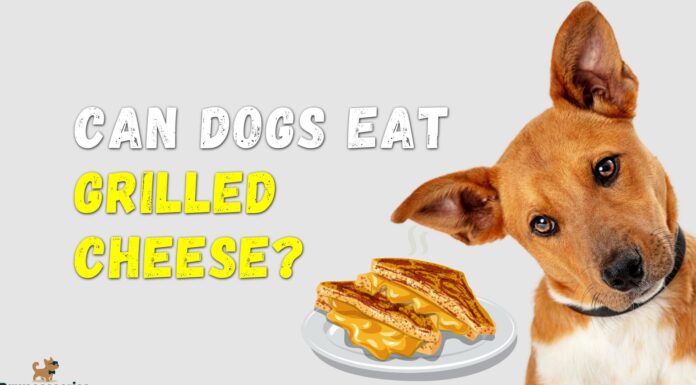 Can Dogs Have Grilled Cheese? The Cheesy Truth About This Human Favorite! A grilled cheese i made and my dog awaiting his portion