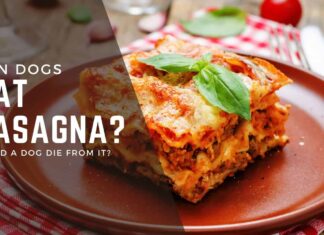Can Dogs Eat Lasagna? A Pet Parent’s Guide to This Italian Favorite