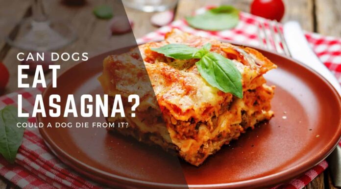 Can Dogs Eat Lasagna? A Pet Parent’s Guide to This Italian Favorite