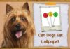 Can Dogs Eat Lollipops? The Sweet Truth That Might Shock Pet Parents! Can Dogs Eat Lollipops? Vet