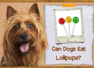 Can Dogs Eat Lollipops? The Sweet Truth That Might Shock Pet Parents! Can Dogs Eat Lollipops? Vet