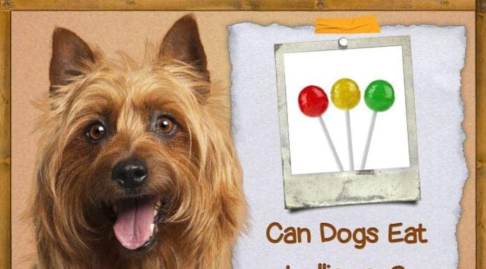 Can Dogs Eat Lollipops? The Sweet Truth That Might Shock Pet Parents! Can Dogs Eat Lollipops? Vet