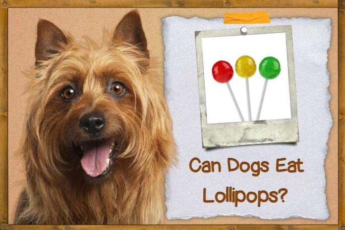 Can Dogs Eat Lollipops? Vet