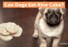 Can Dogs Eat Rice Cakes? A Tail-Wagging Guide to This Crunchy Snack Can dogs eat rice cakes?
