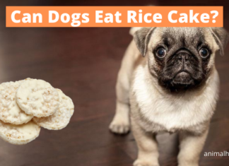 Can Dogs Eat Rice Cakes? A Tail-Wagging Guide to This Crunchy Snack Can dogs eat rice cakes?