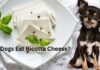 Can Dogs Eat Ricotta Cheese? A Complete Guide to Sharing This Creamy Treat with Your Furry Friend Can Dogs Eat Ricotta Cheese? Expert Answers & Advice