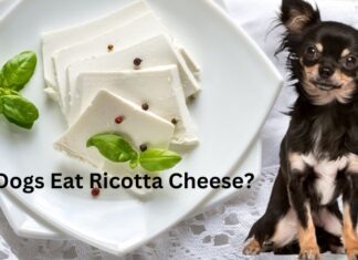 Can Dogs Eat Ricotta Cheese? A Complete Guide to Sharing This Creamy Treat with Your Furry Friend Can Dogs Eat Ricotta Cheese? Expert Answers & Advice