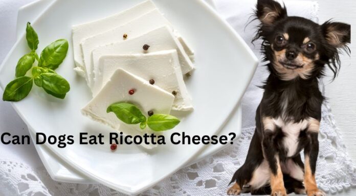 Can Dogs Eat Ricotta Cheese? A Complete Guide to Sharing This Creamy Treat with Your Furry Friend Can Dogs Eat Ricotta Cheese? Expert Answers & Advice