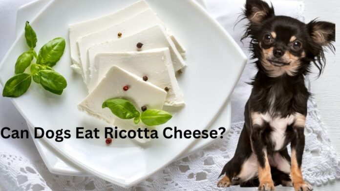 Can Dogs Eat Ricotta Cheese? Expert Answers & Advice