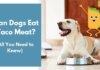 Can Dogs Eat Taco Meat? A Pet Parent’s Complete Guide to Sharing Mexican Food with Your Furry Friend Can Dogs Eat Taco Meat? Expert Answers to Your Questions