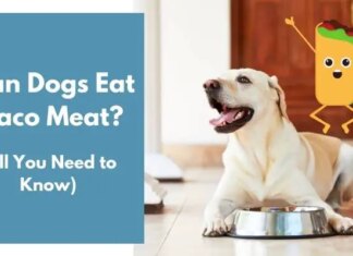 Can Dogs Eat Taco Meat? The Surprising Truth About Feeding Your Pup This Mexican Favorite! Can Dogs Eat Taco Meat? Expert Answers to Your Questions