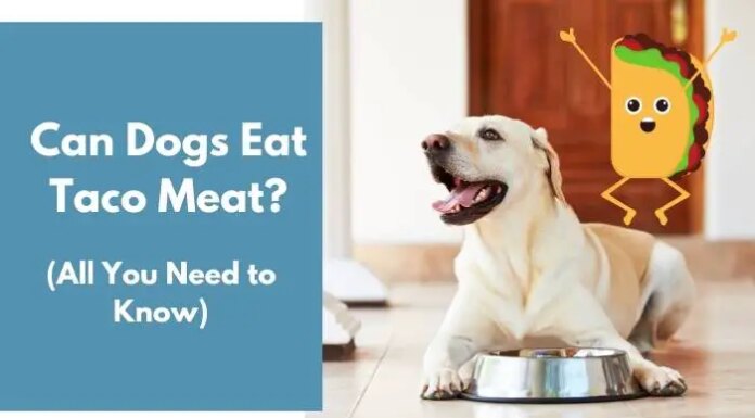 Can Dogs Eat Taco Meat? A Pet Parent’s Complete Guide to Sharing Mexican Food with Your Furry Friend Can Dogs Eat Taco Meat? Expert Answers to Your Questions