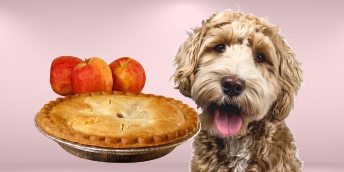 Can dogs eat apple pie?