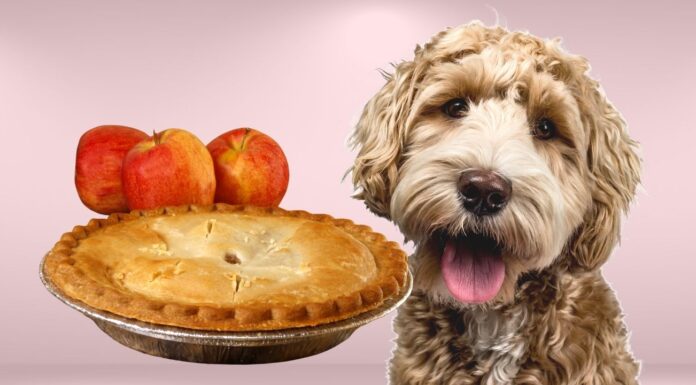 Can Dogs Eat Apple Pie? The Sweet Truth About This Human Dessert Can dogs eat apple pie?