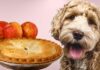 Can Dogs Eat Apple Pie? A Tasty Guide to Sharing Desserts with Your Furry Friend Can dogs eat apple pie?