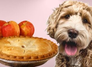 Can Dogs Eat Apple Pie? A Tasty Guide to Sharing Desserts with Your Furry Friend Can dogs eat apple pie?