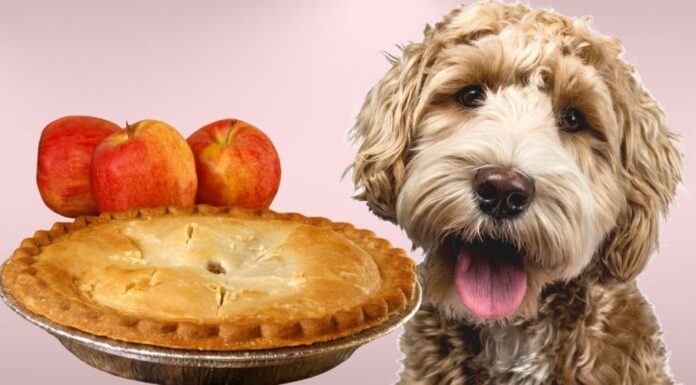 Can Dogs Eat Apple Pie? A Tasty Guide to Sharing Desserts with Your Furry Friend Can dogs eat apple pie?