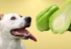 Can Dogs Eat Chayote? A Complete Guide to Sharing This Unique Veggie With Your Furry Friend My dog ate chayote squash will he be ok