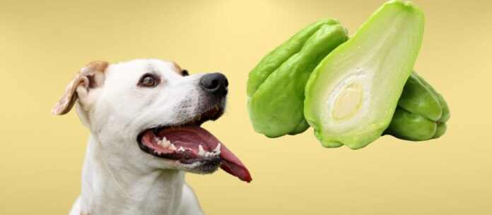 My dog ate chayote squash will he be ok