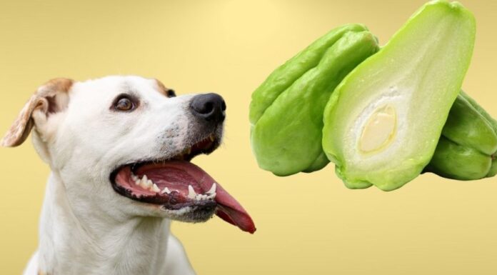 Can Dogs Eat Chayote? A Complete Guide to Sharing This Unique Veggie With Your Furry Friend My dog ate chayote squash will he be ok