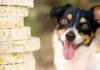 Can Dogs Eat Rice Cakes? A Complete Guide to Treating Your Furry Friend Right! Can Dogs Eat Rice Cakes? How to Feed Rice Cakes to Dogs