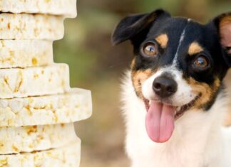 Can Dogs Eat Rice Cakes? A Complete Guide to Treating Your Furry Friend Right! Can Dogs Eat Rice Cakes? How to Feed Rice Cakes to Dogs