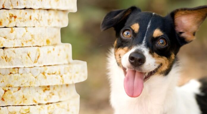 Can Dogs Eat Rice Cakes? A Complete Guide to Treating Your Furry Friend Right! Can Dogs Eat Rice Cakes? How to Feed Rice Cakes to Dogs