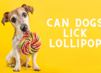Can Dogs Lick Lollipops? The Sweet Truth About This Sugary Danger! Can Dogs Eat Lollipops? Vet