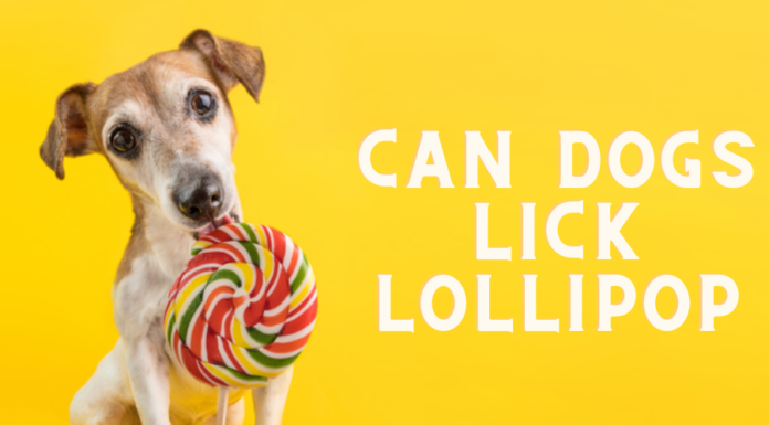 Can Dogs Lick Lollipops? The Sweet Truth About This Sugary Danger! Can Dogs Eat Lollipops? Vet