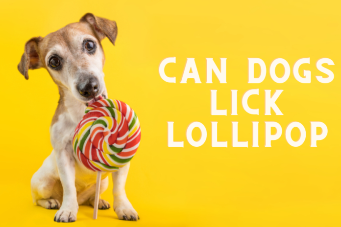 Can Dogs Eat Lollipops? Vet