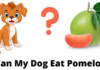 Can Dogs Eat Pomelo? A Complete Guide to Sharing This Citrus Fruit With Your Furry Friend Can Dogs Eat Pomelo? Vet