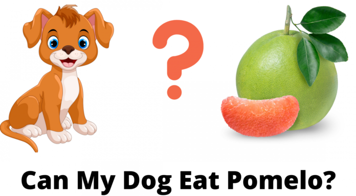 Can Dogs Eat Pomelo? A Complete Guide to Sharing This Citrus Fruit With Your Furry Friend Can Dogs Eat Pomelo? Vet