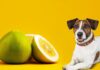Can Dogs Eat Pomelo? A Complete Guide to Sharing This Citrus Fruit With Your Furry Friend Can Dogs Eat Pomelo? Vet